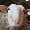 Skeapsrond: a video with sheep