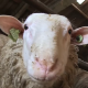 Skeapsrond: a video with sheep