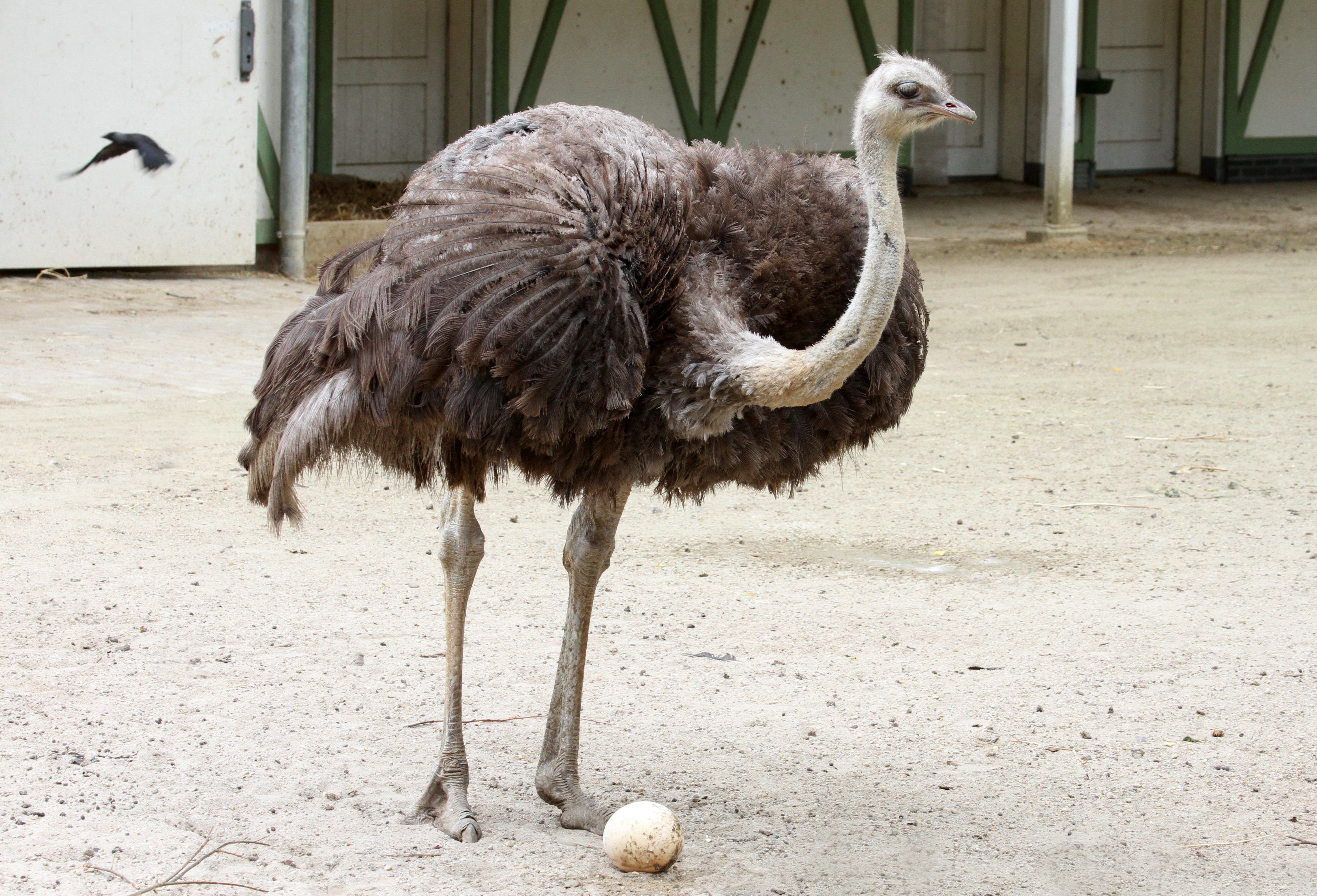 Ostrich Brouwerij 't IJ